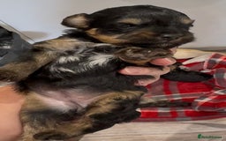 Yorkiepoo dogs for sale: Yorkiepoo F2 Girl Puppies X2 Stunning markings  - Image 2