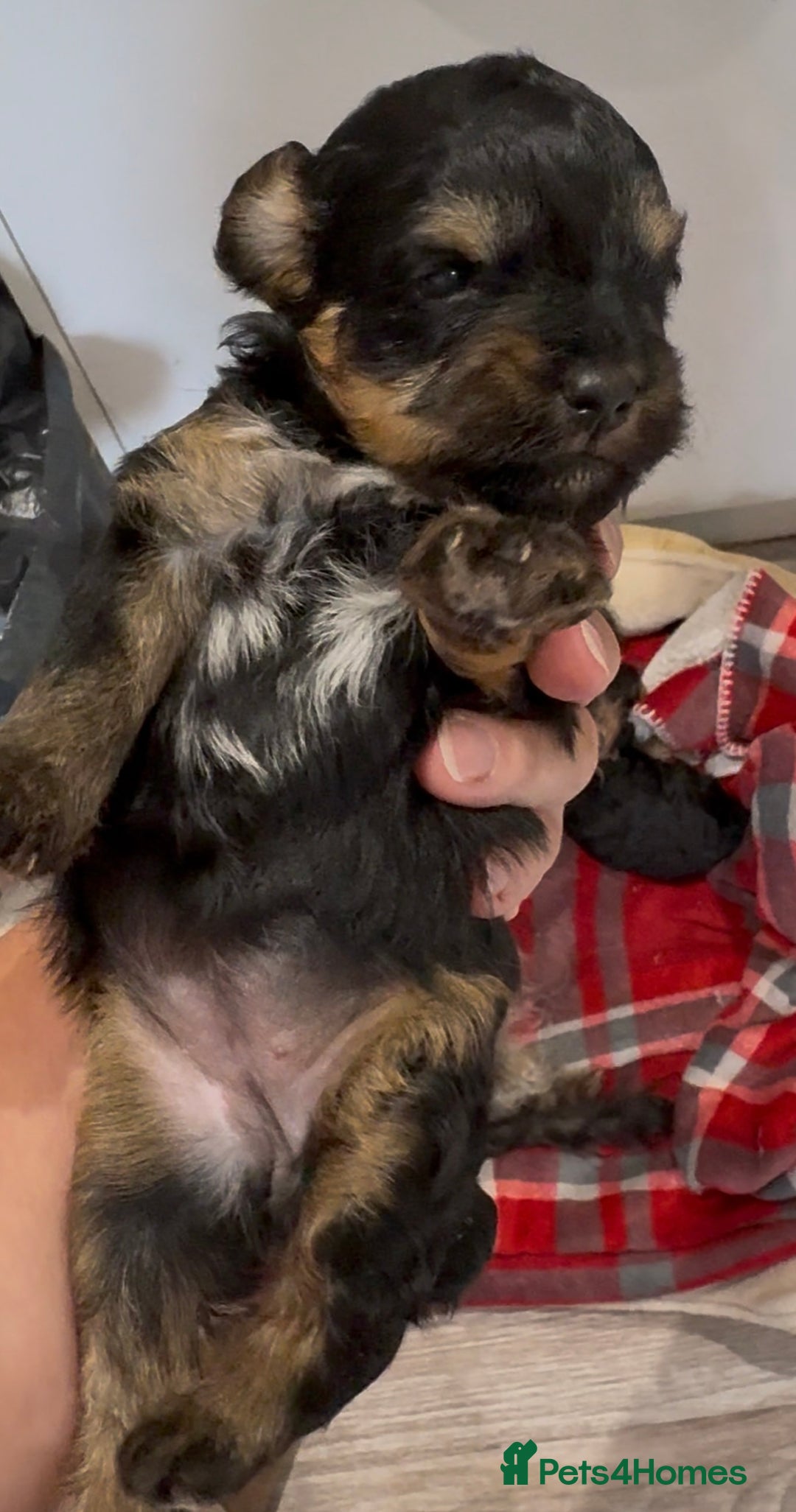 Yorkiepoo dogs for sale: Yorkiepoo F2 Girl Puppies X2 Stunning markings  - Image 2