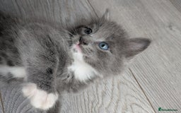 Mixed Breed cats for sale: Blue russian female - Image 8
