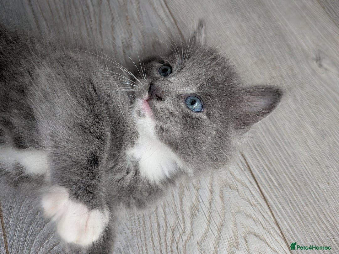 Mixed Breed cats for sale: Blue russian female - Image 8