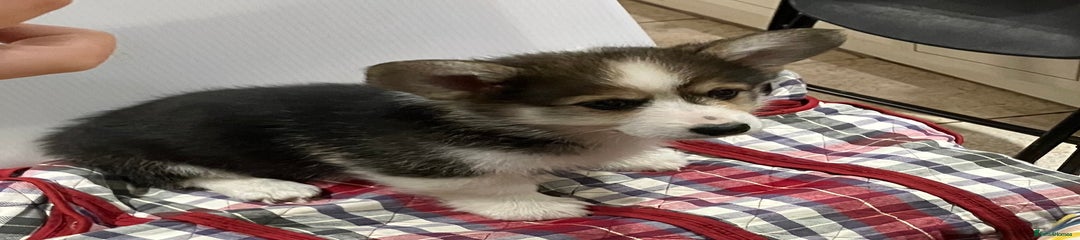 Welsh Corgi Pembroke Puppy 3