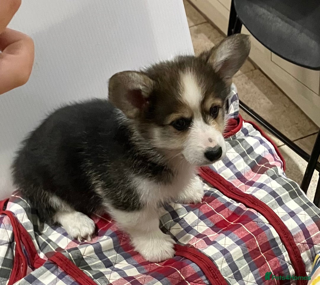 Welsh Corgi Pembroke dogs for sale: 3 Welsh Pembrokeshire Corgis - Image 5