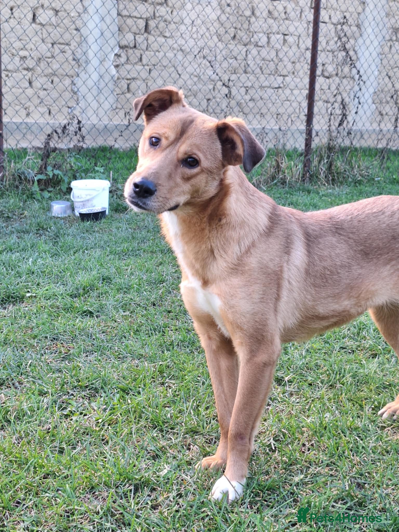 Mixed Breed dogs Laika for adoption - Advert 2