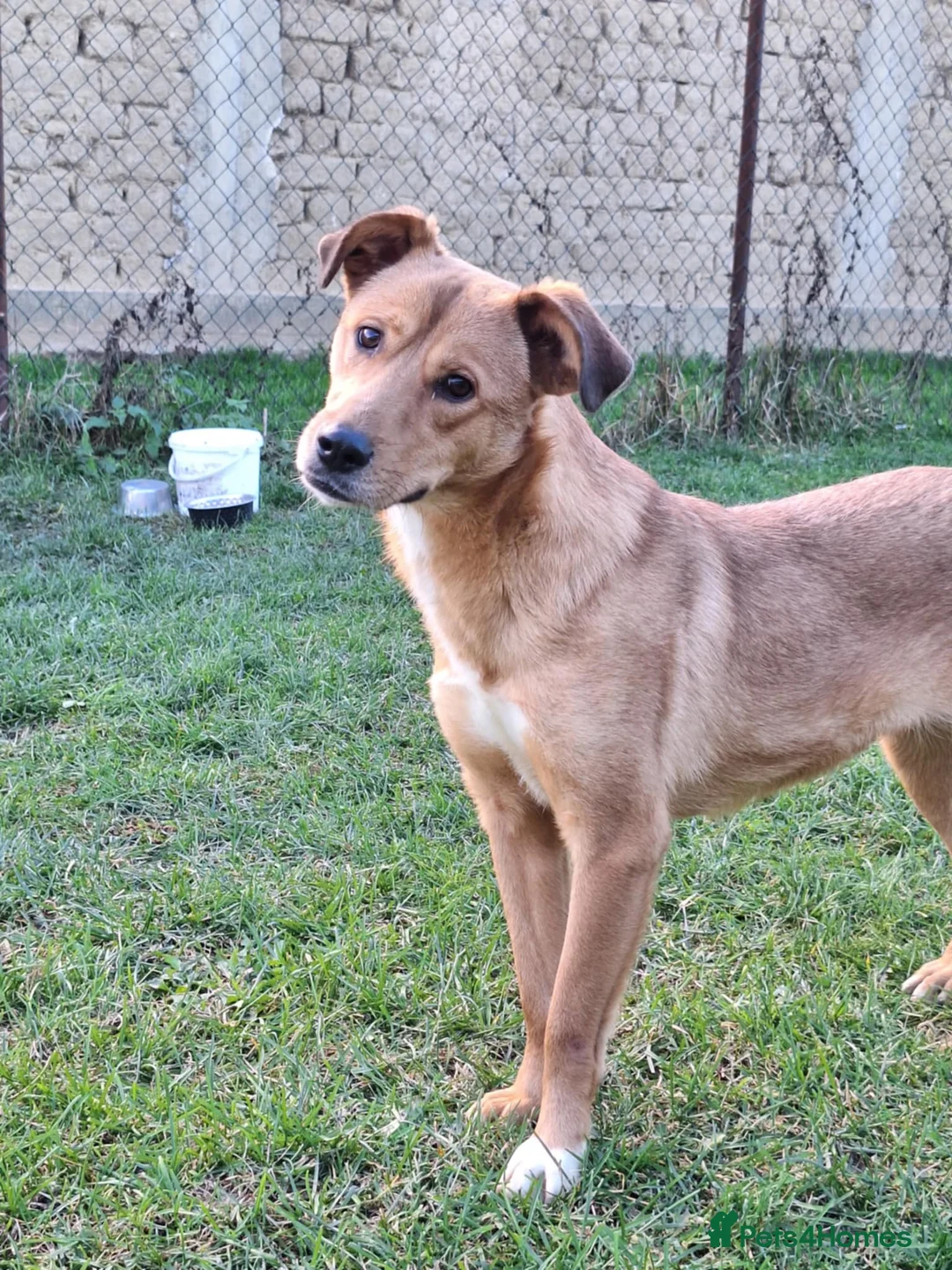 Mixed Breed dogs for adoption: Laika for adoption - Advert 1