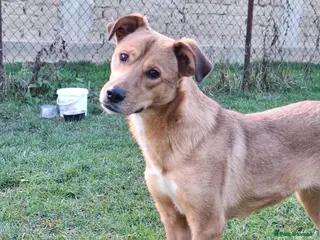 Mixed Breed dogs Laika for adoption - Advert 2