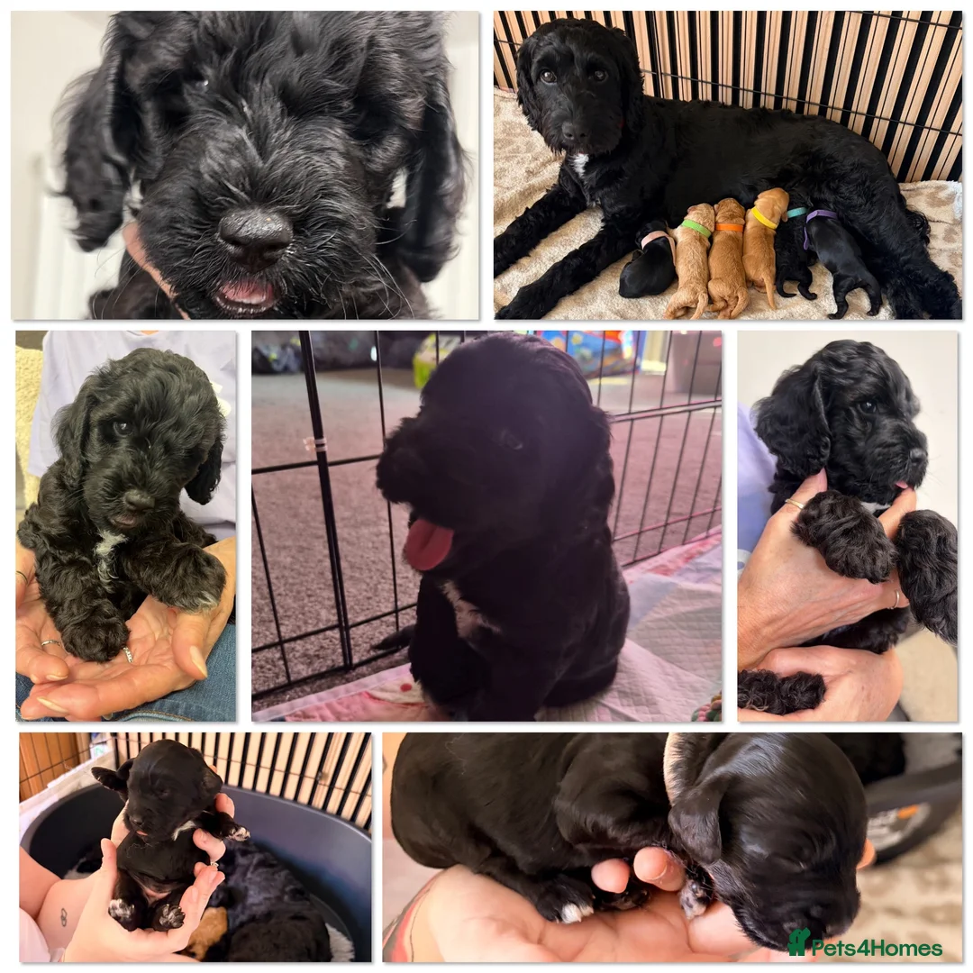 Cockapoo dogs for sale: ❤️READY NOW❤️3 Pretty F2 Cockapoo Girls Available  - Advert 4