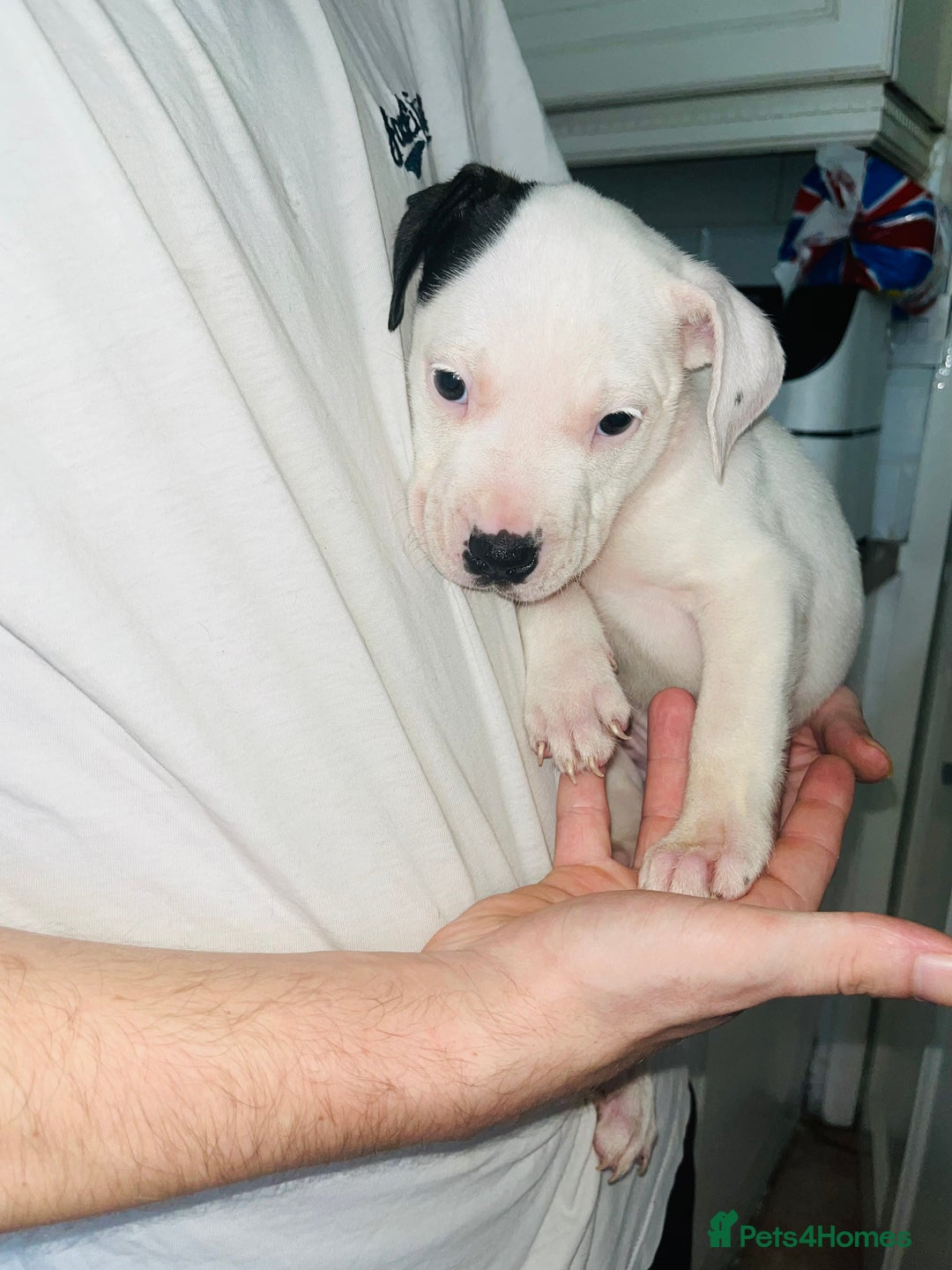 American Bull Staffy dogs for sale: 2 Female American bull x staff puppies left - Image 36