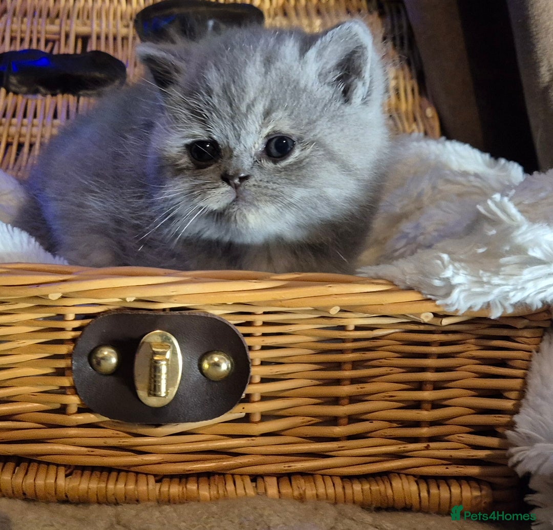 Mixed Breed cats for sale: Persian x british short hair - Advert 16