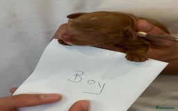 Cockapoo dogs for sale: Red, Chocolate and Merle Cockapoo Puppies - Image 10