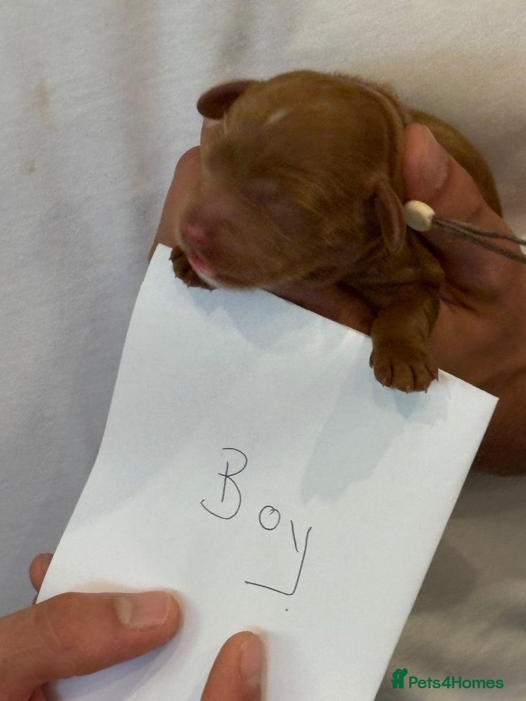 Cockapoo dogs for sale: Red, Chocolate and Merle Cockapoo Puppies - Image 10