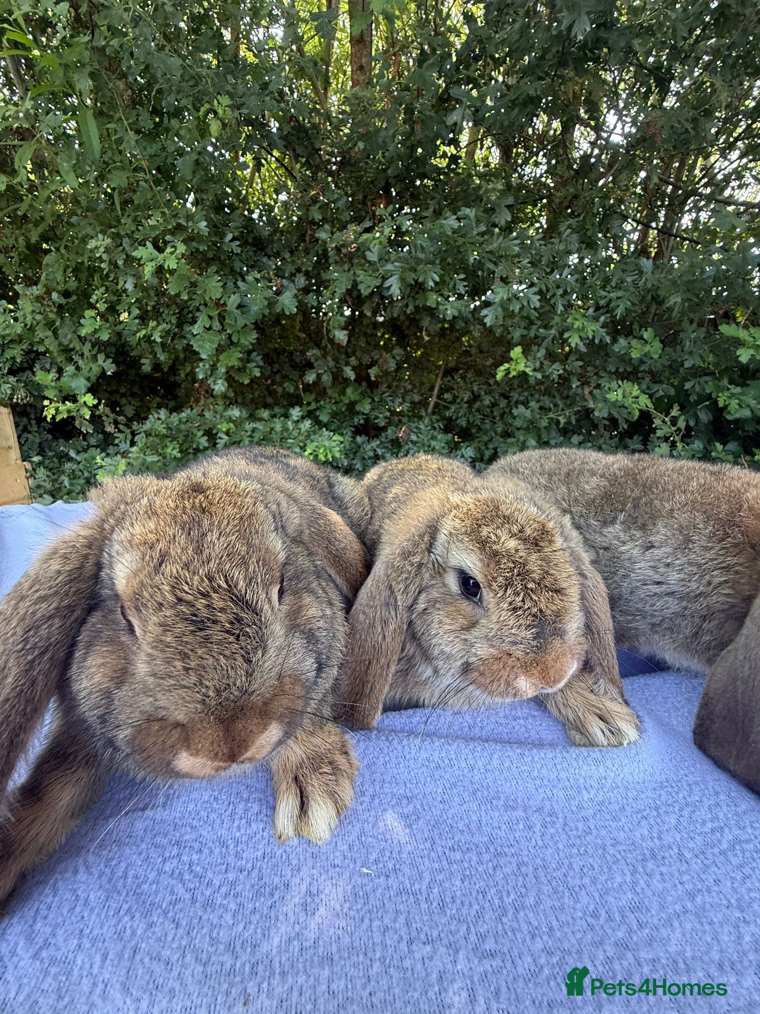 French Lop rabbits 8 week old French lops  - Advert 3