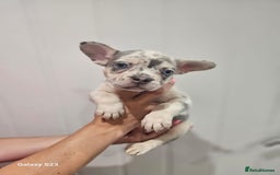 French Bulldog dogs for sale: ⭐️⭐️⭐️⭐️litter of 6 Beautiful french bulldogs 😍🏠 in Southampton - Image 2
