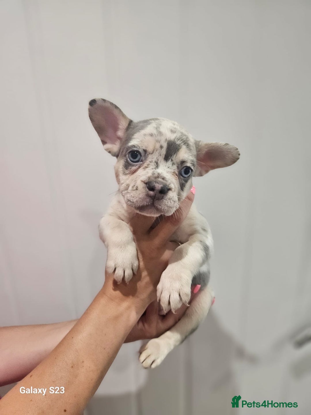 French Bulldog dogs for sale: ⭐️⭐️⭐️⭐️litter of 6 Beautiful french bulldogs 😍🏠 in Southampton - Image 2