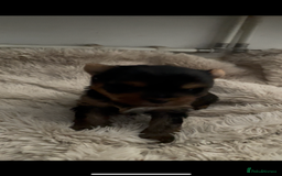 Mixed Breed dogs for sale: Biewer terrier puppy male, vaccs chip ect  - Image 6