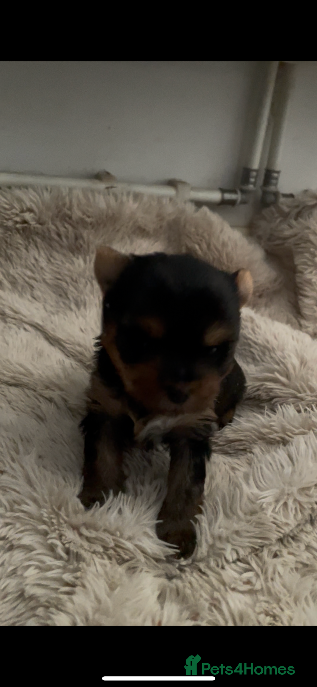 Mixed Breed dogs for sale: Biewer terrier puppy male, vaccs chip ect  - Image 6