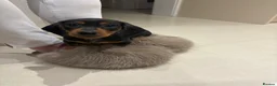 Miniature Dachshund dogs for sale: 6 Beautiful Mini Dachshund Boys! in Lanark - Advert 11