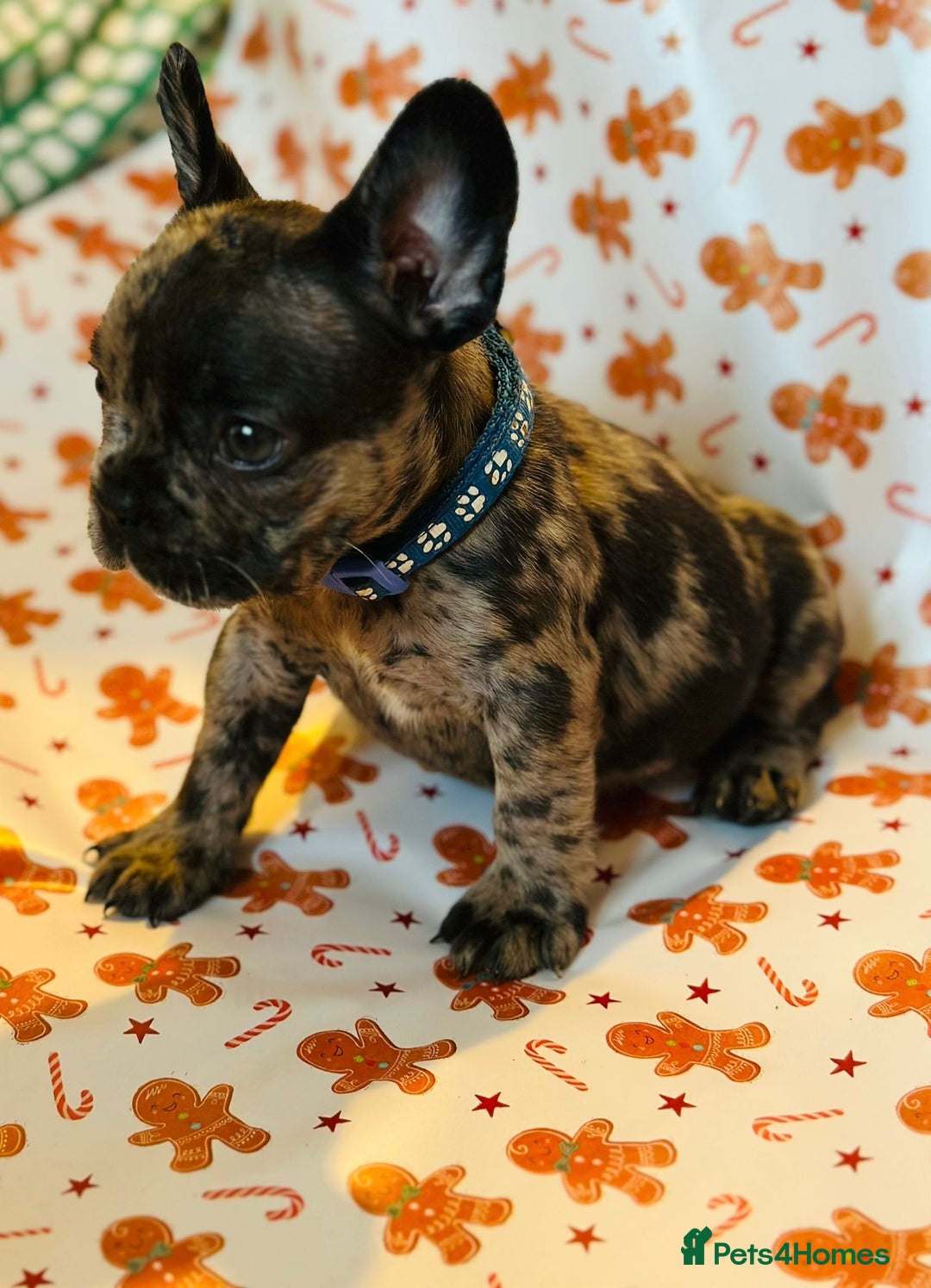 French Bulldog dogs for sale: French Bulldog Puppies - Advert 9