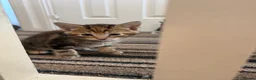 Mixed Breed cats for sale: Kittens for sale  in Ilkeston - Advert 2