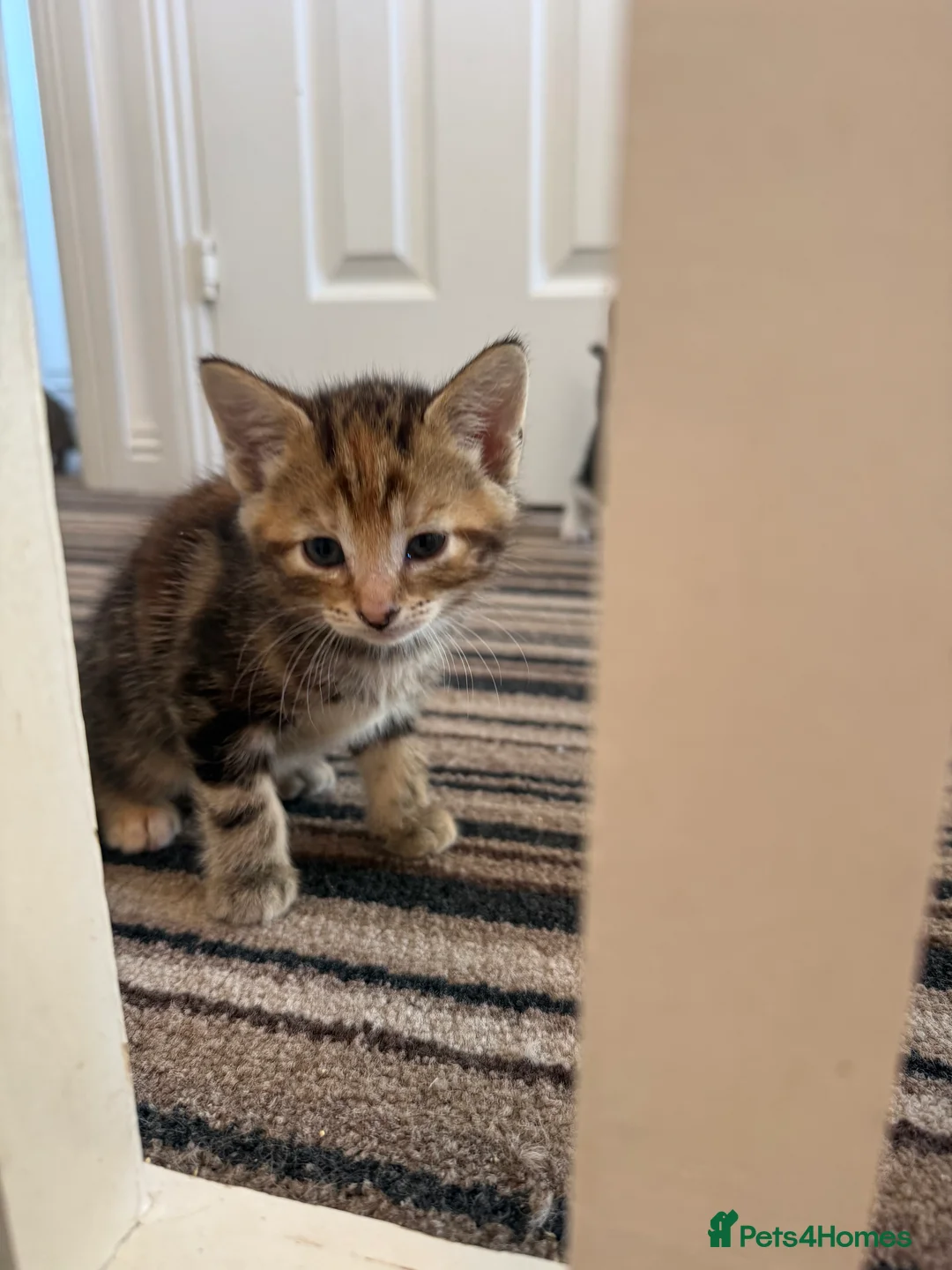 Mixed Breed cats for sale: Kittens for sale  in Ilkeston - Advert 2