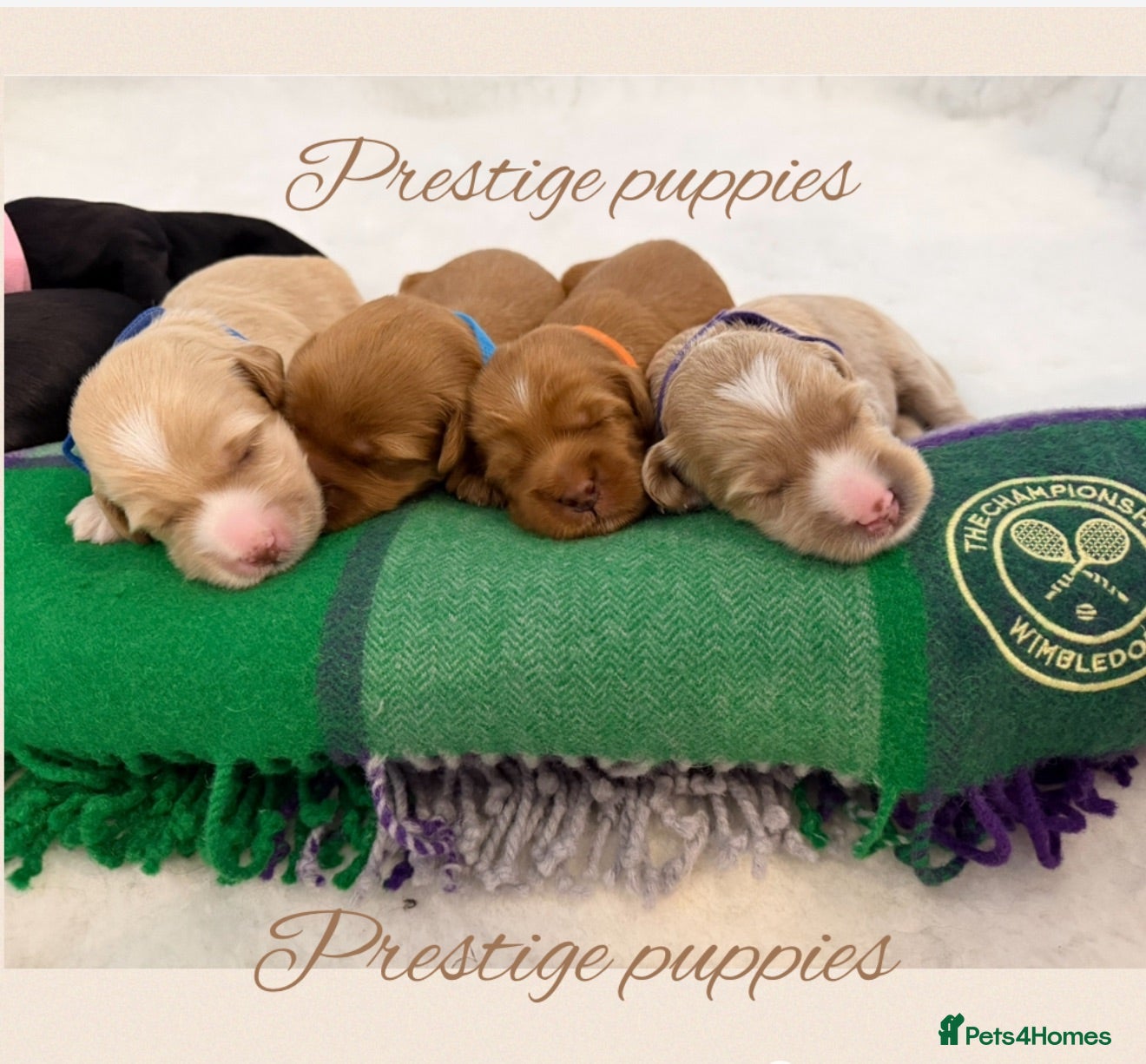 Australian Labradoodle dogs for sale: Multigenerational Australian Labradoodle puppies - Advert 1