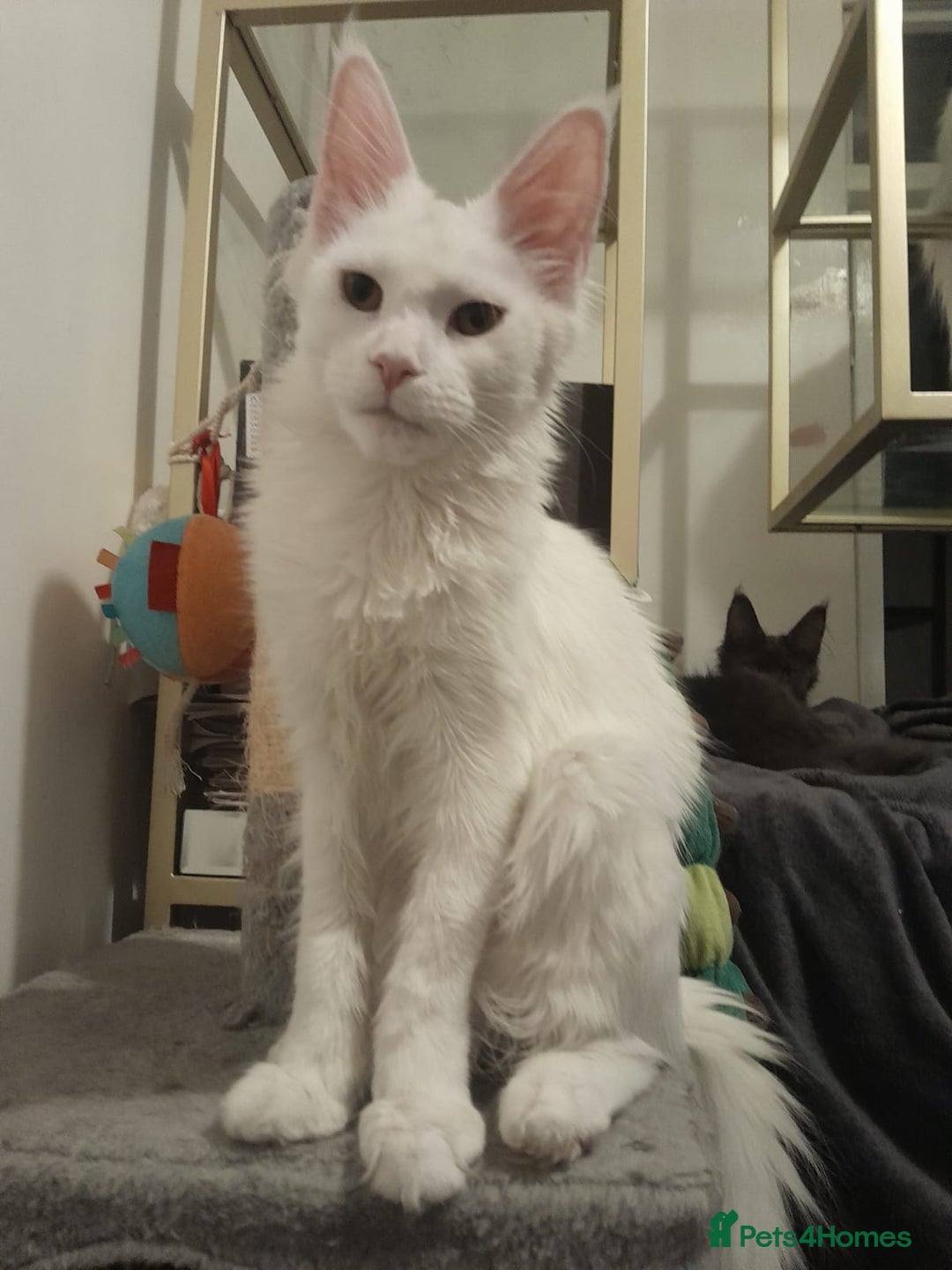 Maine Coon cats for sale: two girl with 5 pedigree maine coon - Advert 18