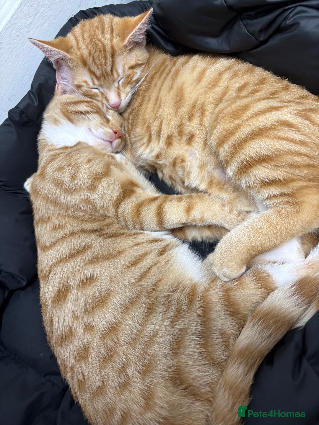 British Shorthair cats for sale: 2 kittens ginger bengal mixed  - Image 1