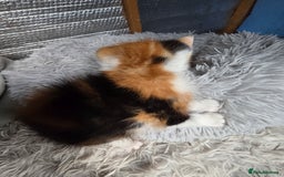 Mixed Breed cats for sale: Premium mixed breed kittens - Image 16