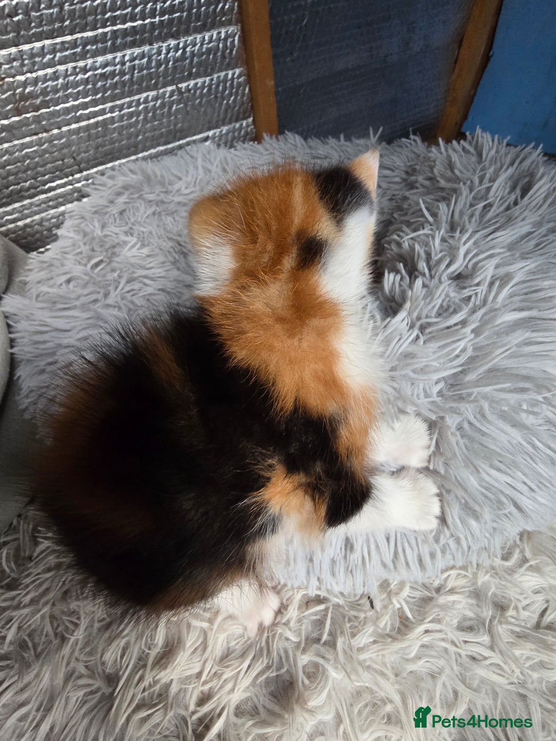 Mixed Breed cats for sale: Premium mixed breed kittens - Image 16