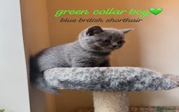 British Shorthair cats for sale: Lilac & Blue British Shorthairs! - Image 4