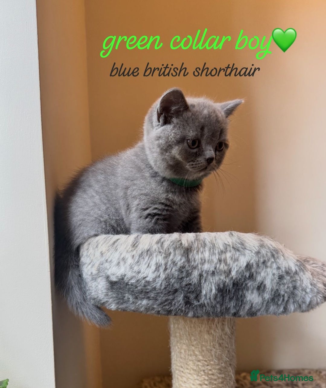 British Shorthair cats for sale: Lilac & Blue British Shorthairs! - Image 4