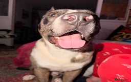 Mixed Breed dogs for sale: Bouncy Bleu looking for a loving new home - Advert 2