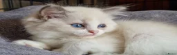 Ragdoll cats for sale: 💎 Elite Ragdoll Kittens  💎 - Advert 14