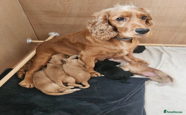 Cocker Spaniel dogs - Advert 10