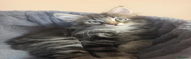 Maine Coon 3