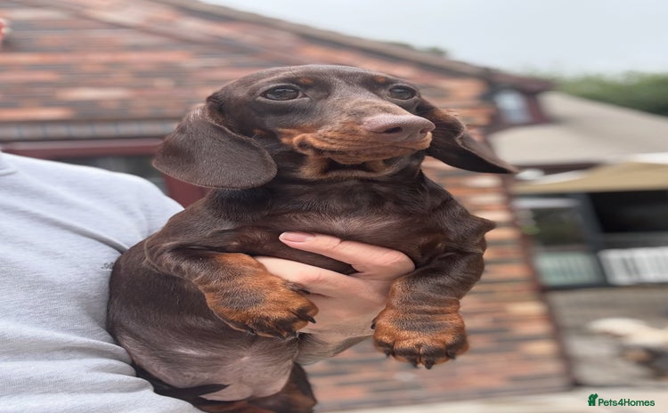 Miniature Dachshund dogs in Stafford - Advert 13