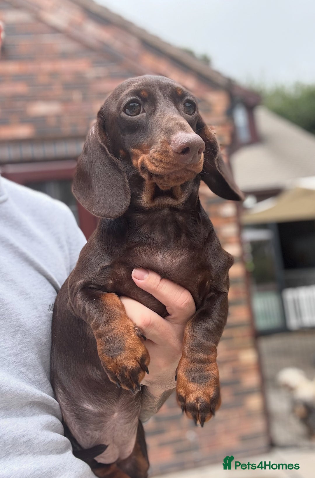 Miniature Dachshund dogs for sale: 🩷Stunning Chocolate & Tan Girl 🩷  in Stafford - Image 1