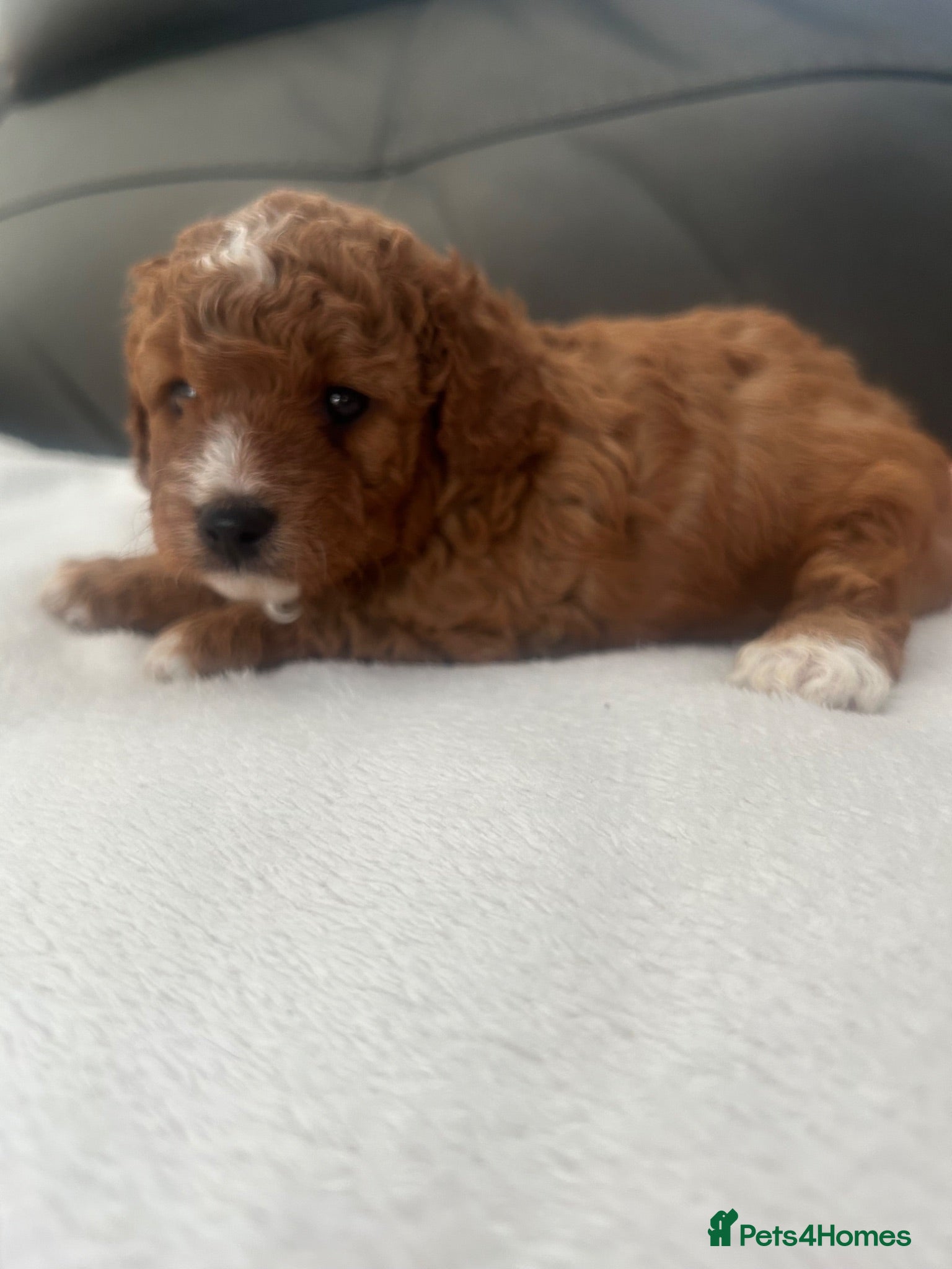 Cavapoo dogs  cavapoos f1b toy!!!  - Advert 5