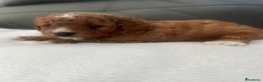 Cavapoo 1