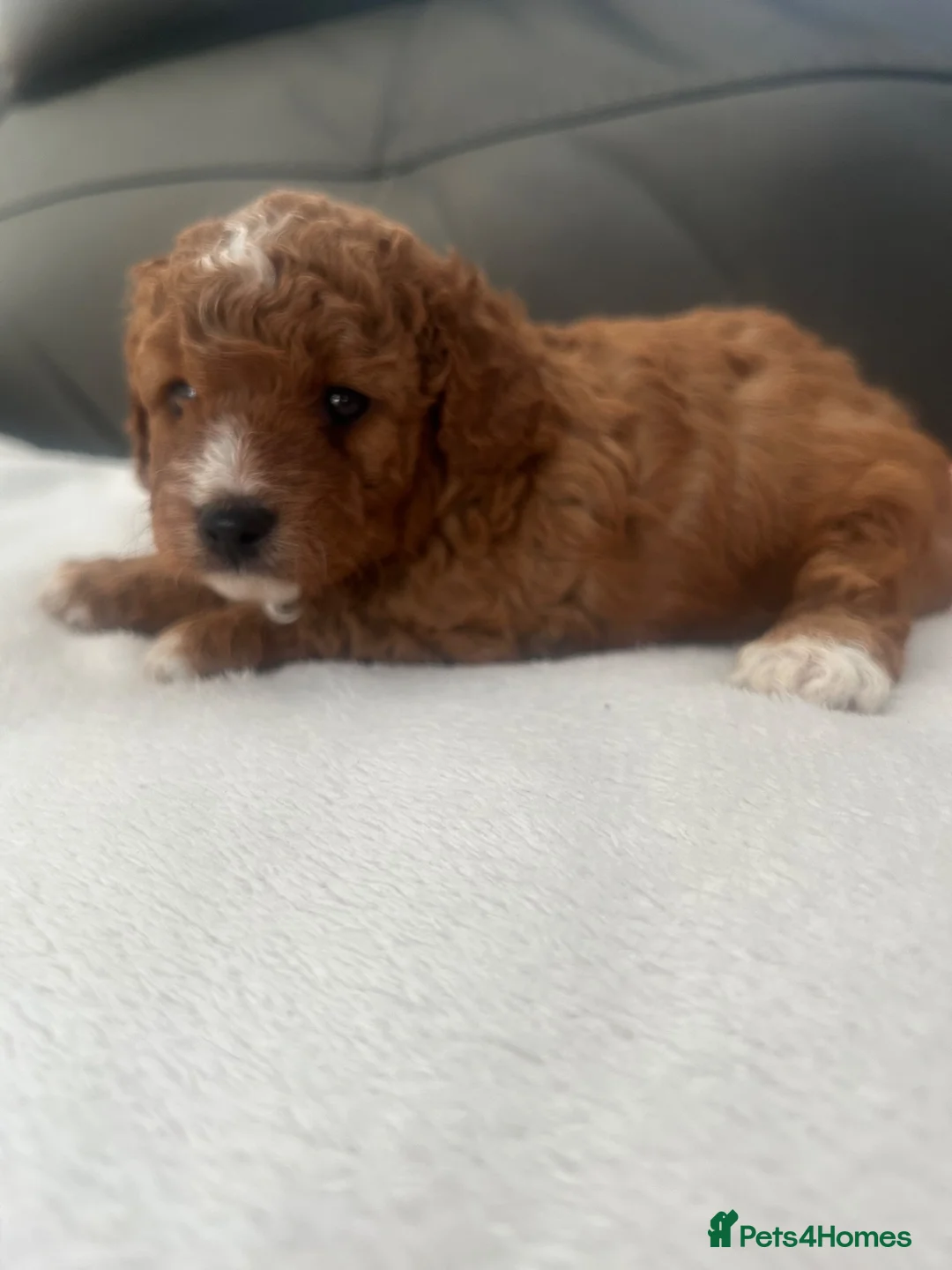Cavapoo dogs for sale:  cavapoos f1b toy!!!  - Advert 1