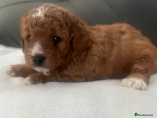 Cavapoo dogs cavapoos f1b toy!!! - Advert 5