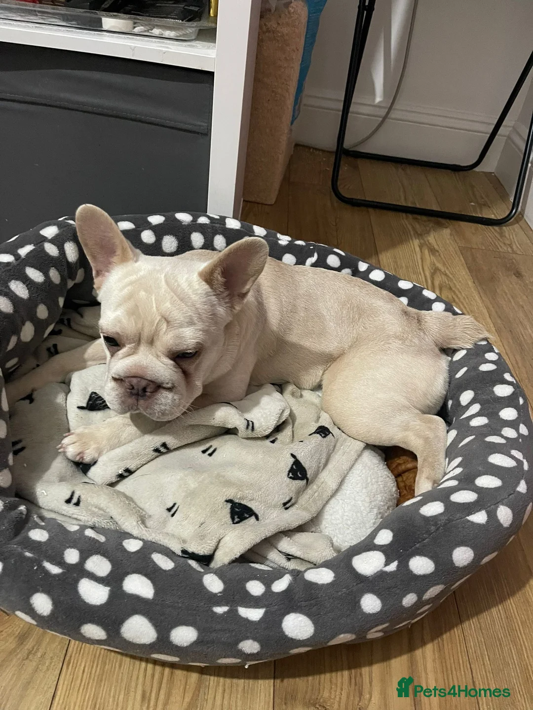 French Bulldog dogs for sale: Nela needs a new home  - Advert 2