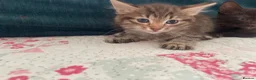 Mixed Breed cats for sale: Siamese x Maine coon kittens - Advert 19