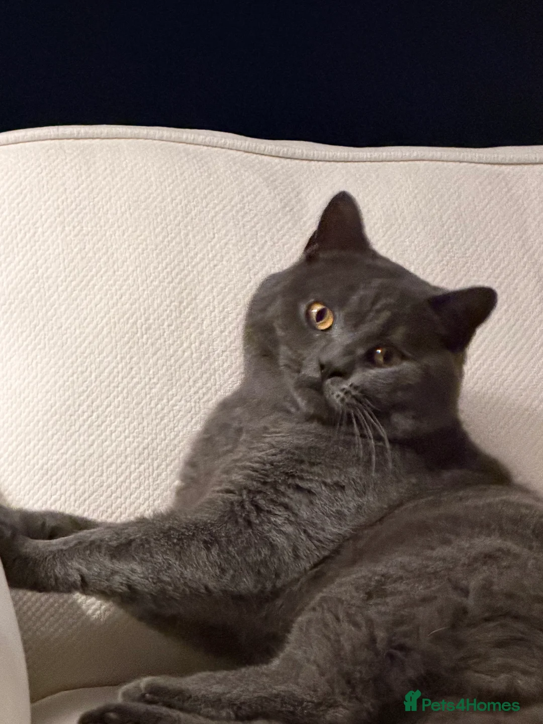 British Shorthair cats for sale: Beautiful Blue British Short Hair Male - Advert 5