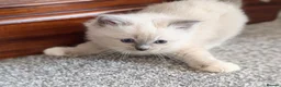 Ragdoll cats for sale: 🏆 GCCF Champion Ragdolls • Active Considered - Advert 13