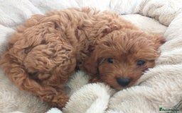 Cavapoo dogs for sale: X2 female f1 cavapoos left  - Image 3