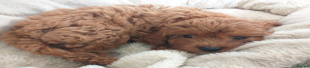 Cavapoo Puppy 2