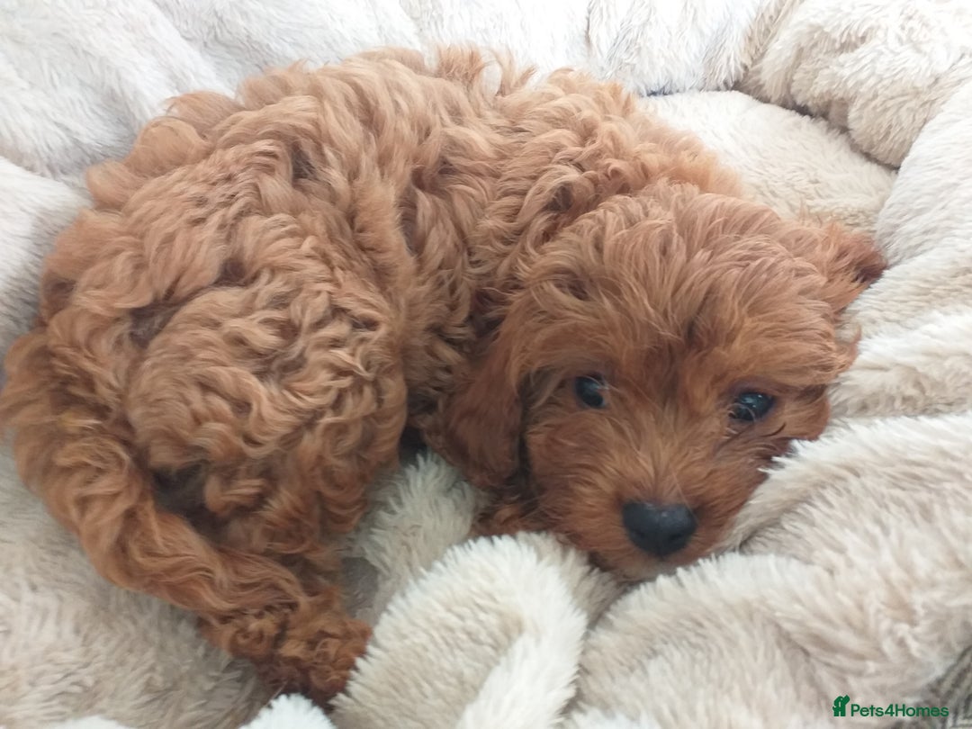 Cavapoo dogs for sale: X2 female f1 cavapoos left  - Image 3