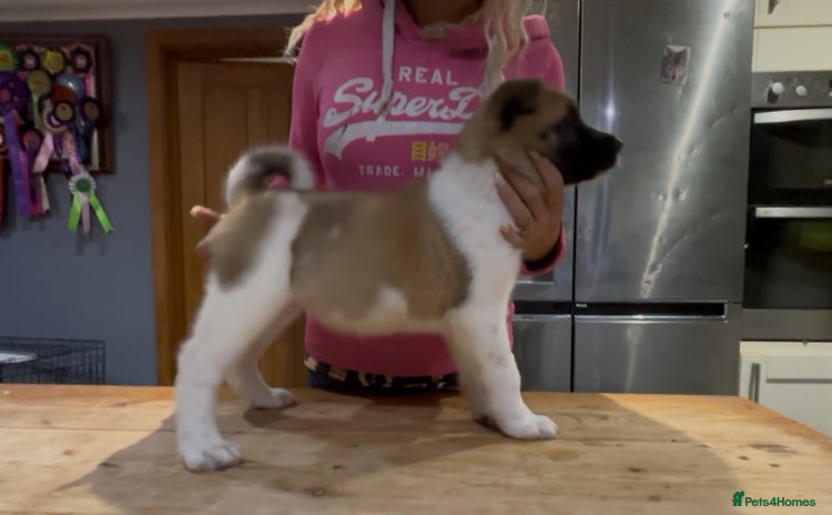 Akita dogs - Advert 1