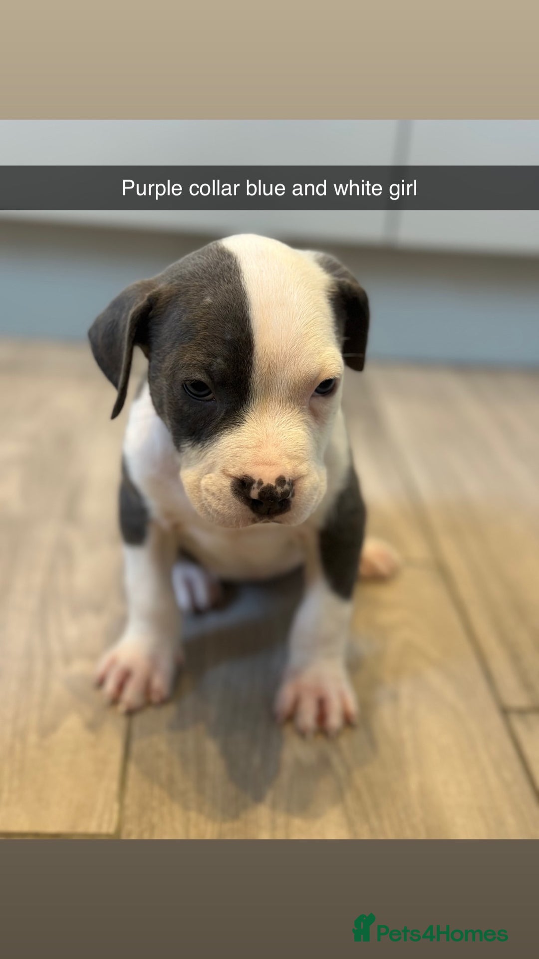 Mixed Breed dogs for sale: Staffy x mastiff mix  - Image 16