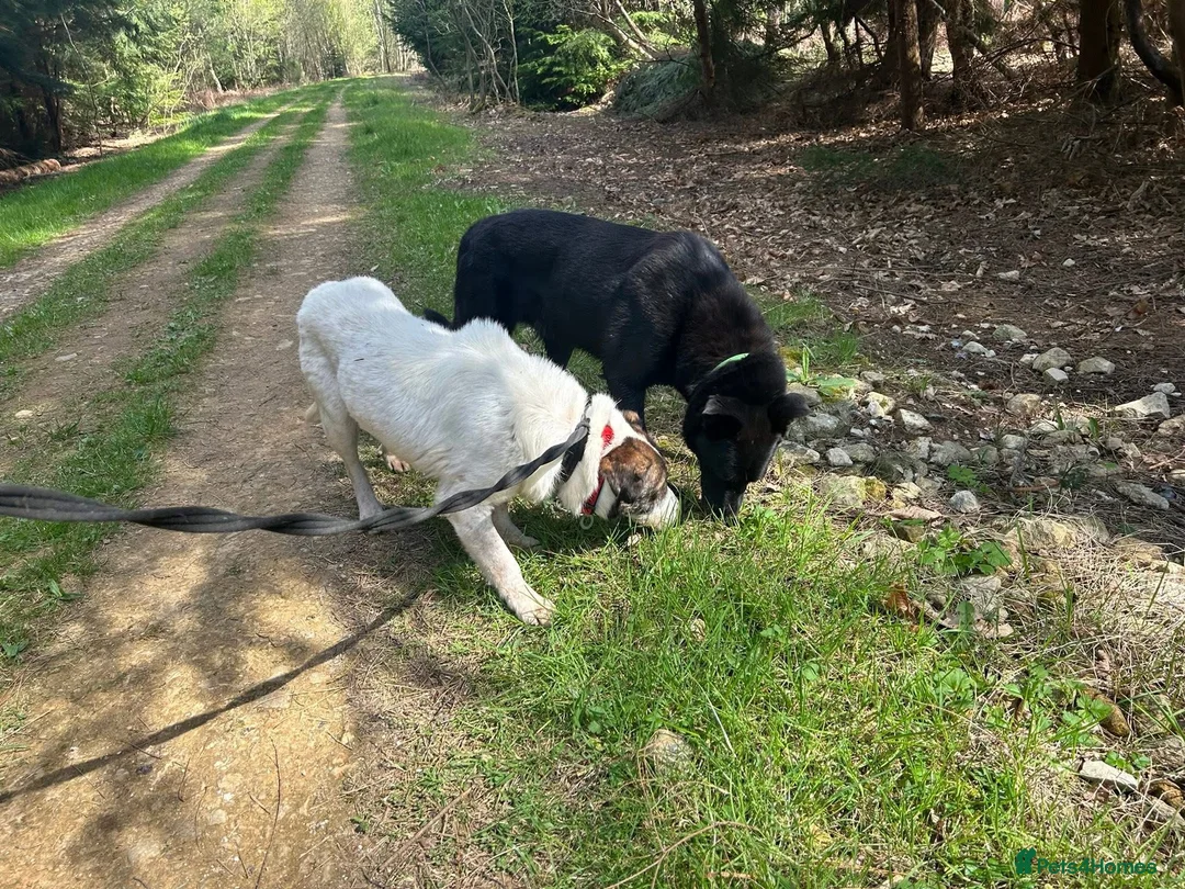 Mixed Breed dogs for adoption: Roger - Norwich Norfolk  in Norwich - Advert 10